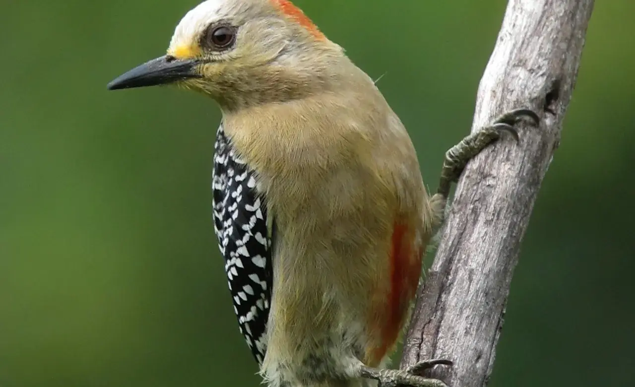 Pajaro carpintero cabeza roja en Colombia
