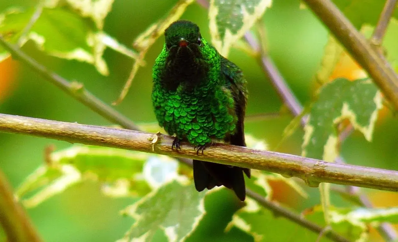 Colibri entre vegetacion tropical