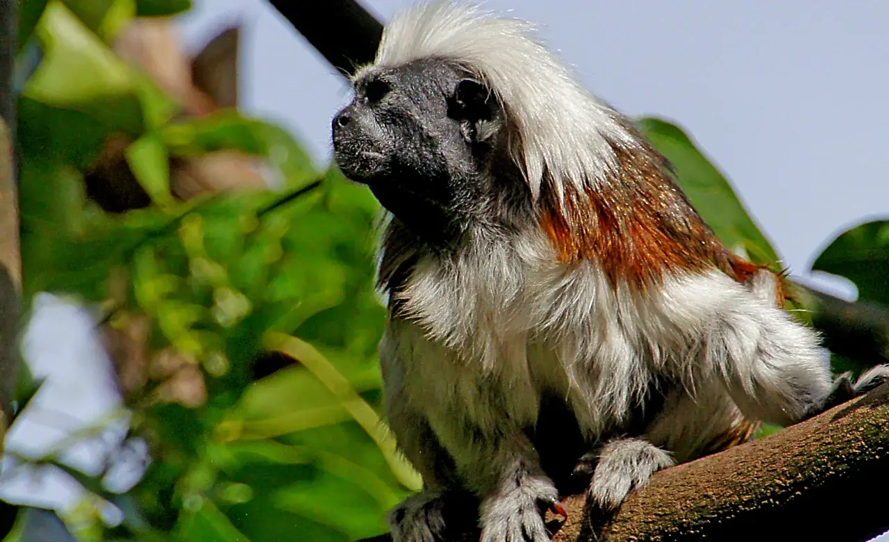 Mono titi cabeciblanco en bosque tropical