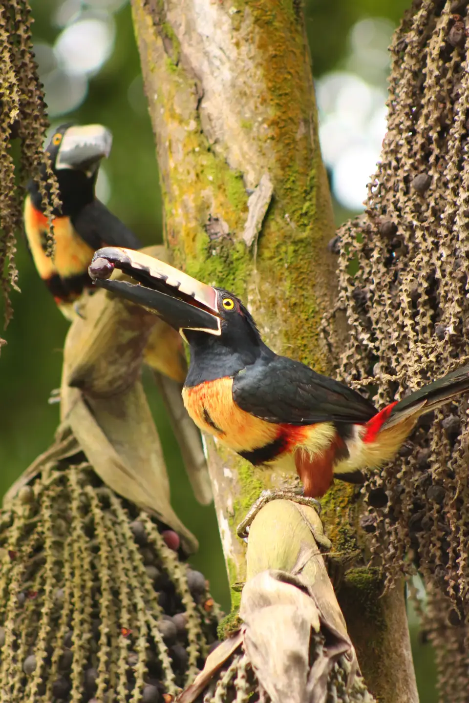 Tucanes aracari cerca de Melo Capurgana